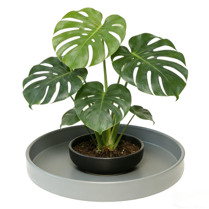 Afrine 1 Pack 12 inch Plant Saucer Drip Tray, Heavy Sturdy Plastic Planter Flower Pot Drainage Tray Plate Saucers for Indoor Outdoor Garden, Plant Water Drip Trays for pots Base (12", Gray)