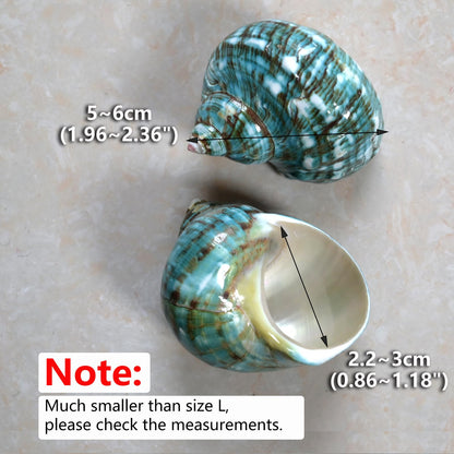 2pcs Medium Hermit Crab Shells, M Size Opening 1", Natural Sea Conch, Turbo Seashells for Hermit Crab Supplies and Beach Aquarium Decoration Sea Shell (2pcs Green, M)