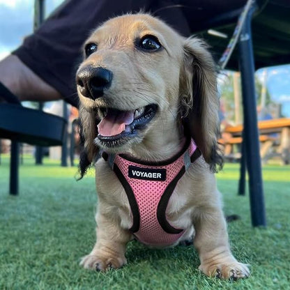 Best Pet Supplies Voyager Step-in Air All Weather Mesh Harness and Reflective Dog 5ft Leash Combo with Neoprene Handle, for Small, Medium and Large Breed Puppies - Pink Base, Medium