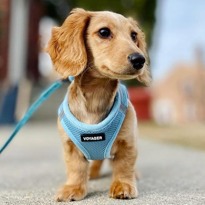 Best Pet Supplies Voyager Step-in Air All Weather Mesh Harness and Reflective Dog 5ft Leash Combo with Neoprene Handle, for Small, Medium and Large Breed Puppies - Baby Blue, Medium