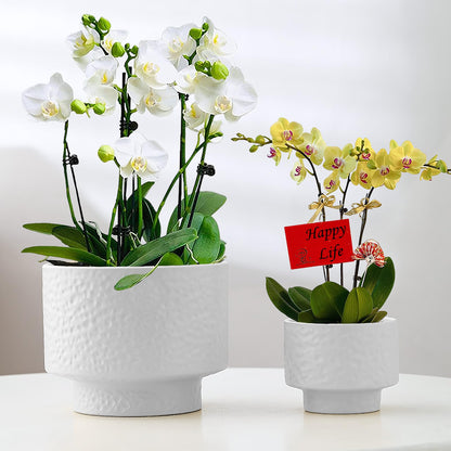 OXART 12.2+10+7.7 inch Ceramic Pots for Plants, Flower Pots for Indoor Plants with Drainage Hole, Round Large Plant Pots, Thick-Walled Ceramic Planters for Home Office, Set of 3, White