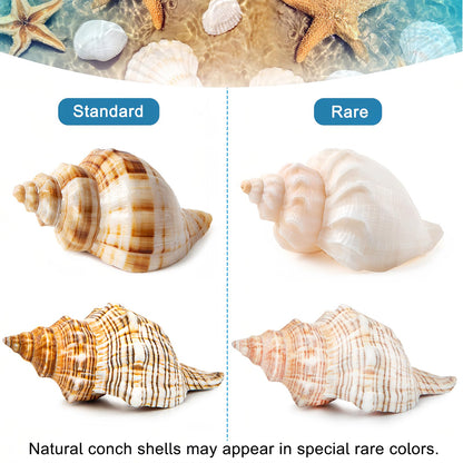 WeDoSoy 5PCS Extra Large Hermit Crab Shells | Natural Sea Conch Size 3" - 4.7", Opening Size 1.6" - 2.7" | Turbo Seashells for Hermit Crab Supplies and Beach Decoration Large Sea Shell