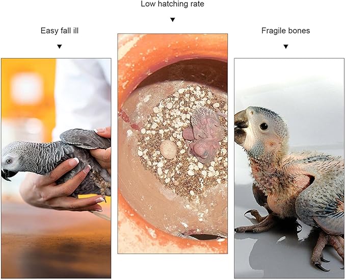 10 Pack Bird Cuttlebone Chew Toy, Natural Cuttlebone for Birds Parakeets Reptile Tortoises Snails, Cuttlefish Bone for Birds, Bird Calcium Stone for Parrots Cockatiels Budgie Macaw
