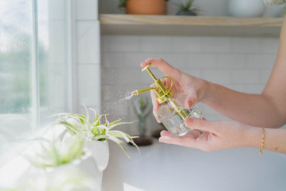 Air Plant Shop Hanging Light Bulb Terrarium with Crushed White Stones and Tillandsia Air Plant -Wholesale and Bulk- Succulents- Live Tillandsia - Easy Care Indoor and Outdoor House Plants (Pack of 1)