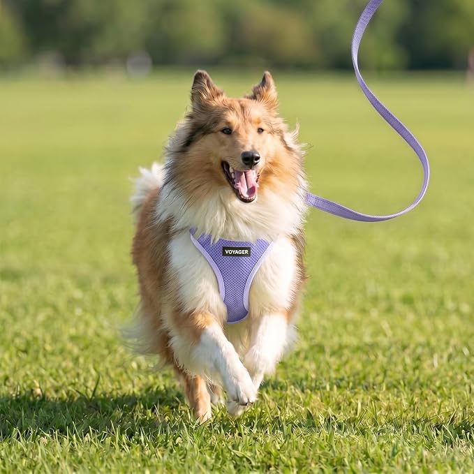 Best Pet Supplies Voyager Step-in Air All Weather Mesh Harness and Reflective Dog 5ft Leash Combo with Neoprene Handle, for Small, Medium and Large Breed Puppies - Lavender, S