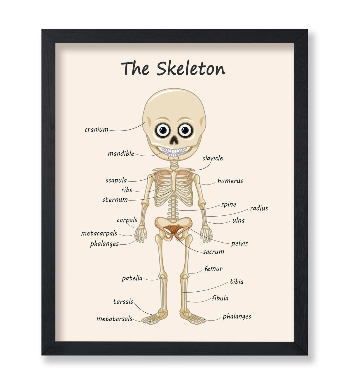 Poster Master The Skeleton Poster - Human Skeleton Print - Learning Materials Art - Science Art - Gift for Students & Teacher - Fun Decor for Classroom, Library or Nursery - 8x10 UNFRAMED Wall Art
