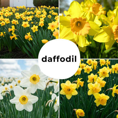 Daffodil Mix Bulbs for Planting - Easy to Grow Perennial Flowers for Garden or Containers (25 Bulbs)