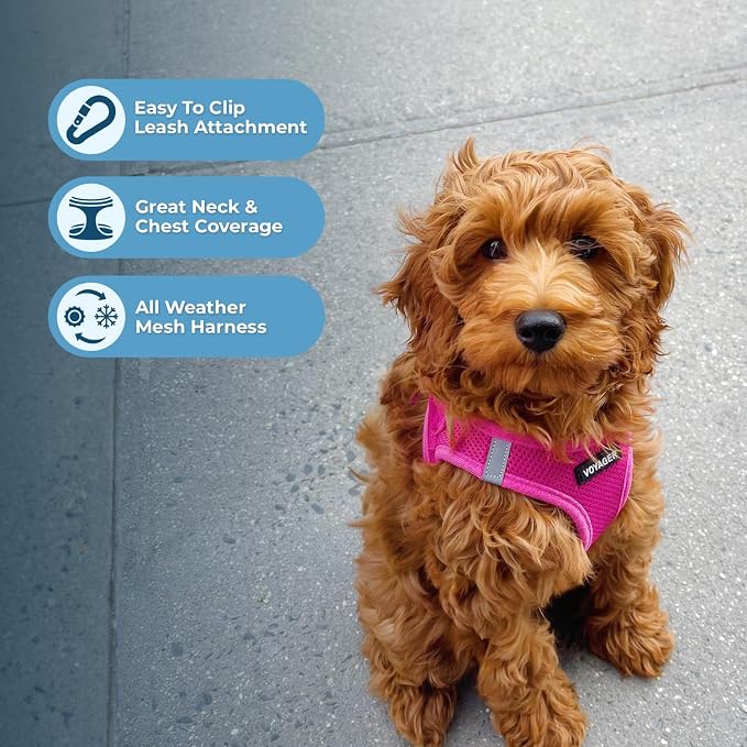 Best Pet Supplies Voyager Step-in Air All Weather Mesh Harness and Reflective Dog 5ft Leash Combo with Neoprene Handle, for Small, Medium and Large Breed Puppies - Fuchsia, Medium