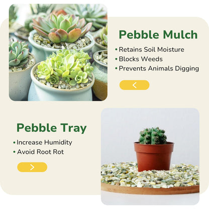 GreatBuddy 5-lb Decorative Rocks for Indoor Plants, 3/8" Jade Pebbles for Planters, Gravel for Succulent, Vases, Bamboo, Garden Landscaping, Crafts, Aquariums, Natural Polished