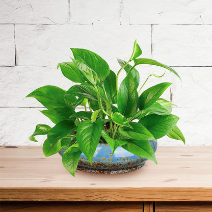 Abaodam Lotus Bowl Planter, Ceramic Water Lily Pot for Growing Lotus Flower Seeds, Shallow Bonsai Bowl for Aquatic Plants, Succulents, Hydroponic Planter for Zen Garden Patio and Home Decor
