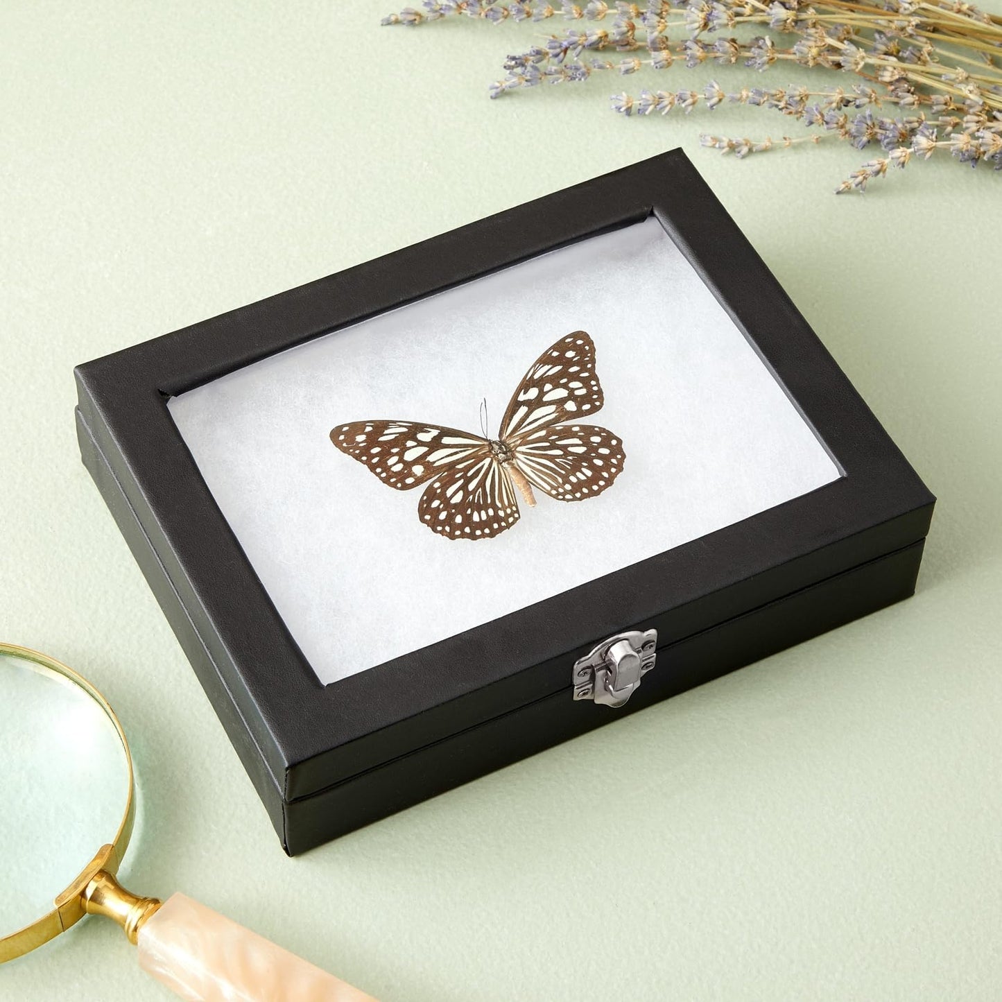 Juvale Insect Display Case - 8 x 6 x 1.8 in, Black - Glass Top & Removable Foam Pinning Board - Bug Display Box & Specimen Case for Butterflies, Moths & Other Insects