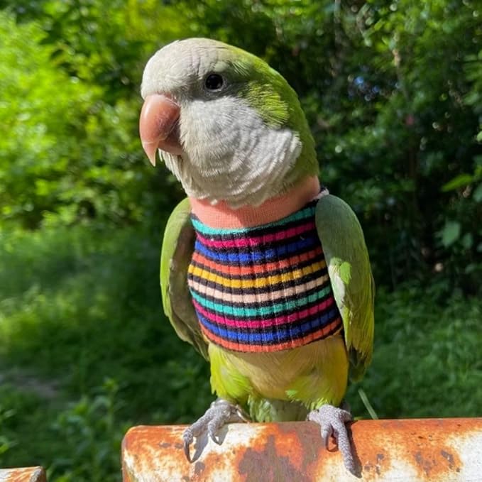 Bird Clothes - Handmade Cotton Stripe Shirt Round Collar Sweater Flight Suit for Parrots African Greys Parakeet Cockatiel Sun Conure Christmas Halloween (Without Diaper,2XL)