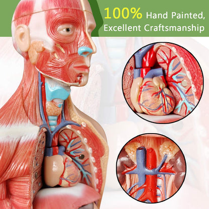 Human Skeleton Model,Heart Models-Best Anatomy Model Bundle Set of 3 Hands-on 3D Model Study Tools for Medical Student or as Educational Kit
