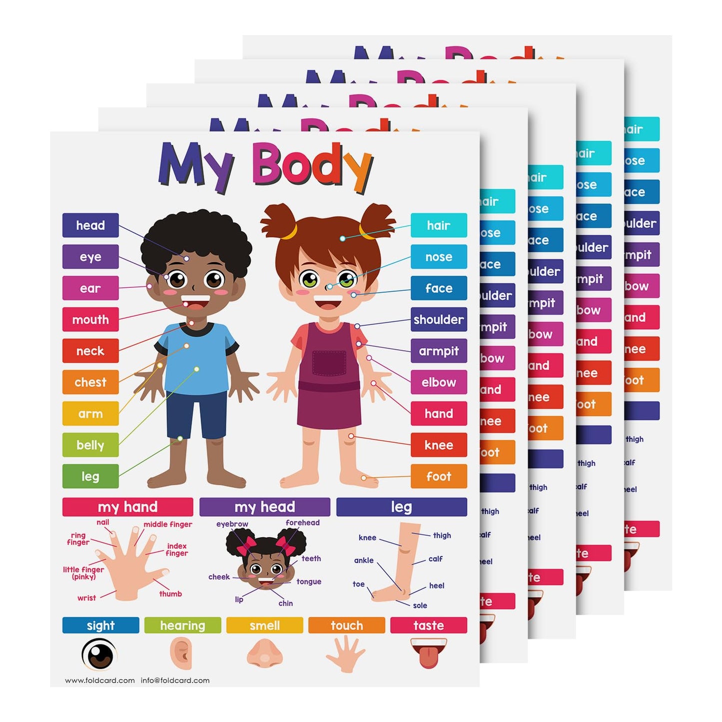 Educational Charts for Preschool to Grade 1 – Bright and Colorful Educational Visual / Learning Aid Wall Art Poster for Classroom or Home | Glossy Durable Cardstock | 8.5" x 11" | 5 per Pack (My Body)