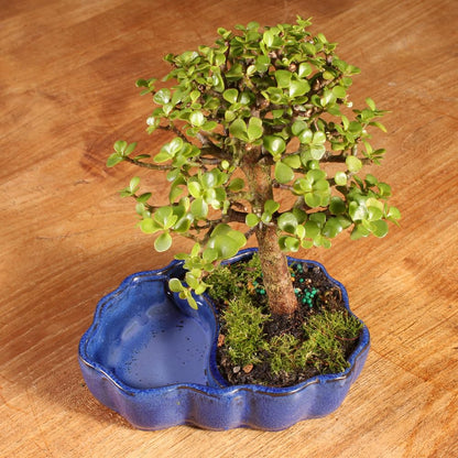 Brussel's Bonsai - Live Dwarf Jade Bonsai Tree in a Zen Ceramic Bonsai Pot, Indoor Succulent Houseplant, 3 Years Old, 5-8 Inches Tall, Easy Care Plant for Home or Office (Small, Green)