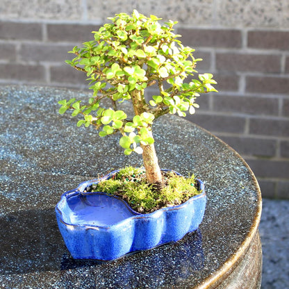 Brussel's Bonsai - Live Dwarf Jade Bonsai Tree in a Zen Ceramic Bonsai Pot, Indoor Succulent Houseplant, 3 Years Old, 5-8 Inches Tall, Easy Care Plant for Home or Office (Small, Green)