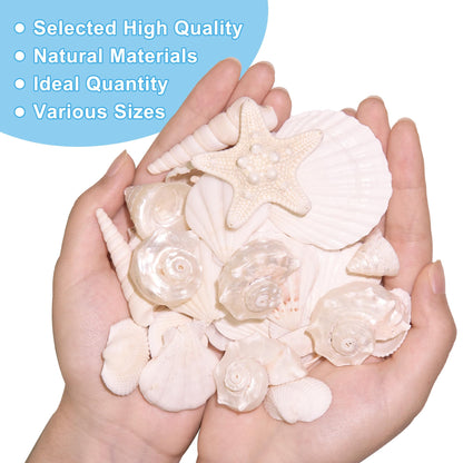 WeDoSoy Silver White Sea Shell Mixed Ocean Shells Set, 1.2"-2.6" Various Sizes Natural Seashell & Starfish for Beach Themed Decor, DIY Crafts, Vase Fillers, Fish Tank, Home, Wedding & Party Decoration