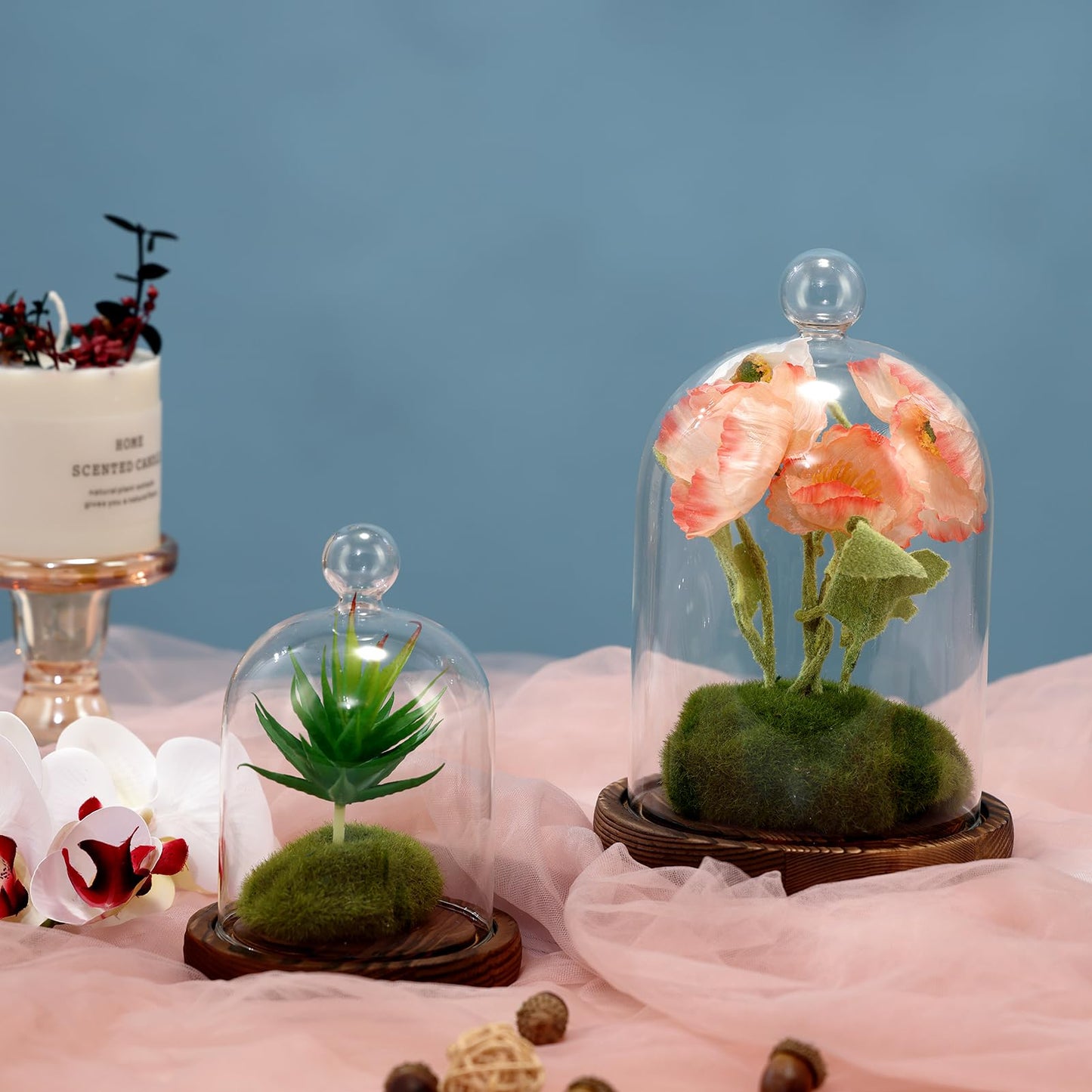 REFSAVER Glass Dome with Base,Glass Cloche Bell Jar,Display Case with Wooden Base for Plants,Collectibles (4.7 * 6.3 inches)