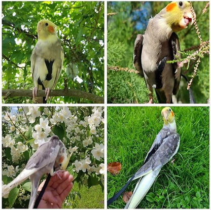 Adjustable Bird Harness and Leash,Anti-Escape Durable Nylon Parrot Harness, Flying Training Rope Parrot Leash for Small Medium Large Breed Parrots Fits Chest Under 24.4'', Black L