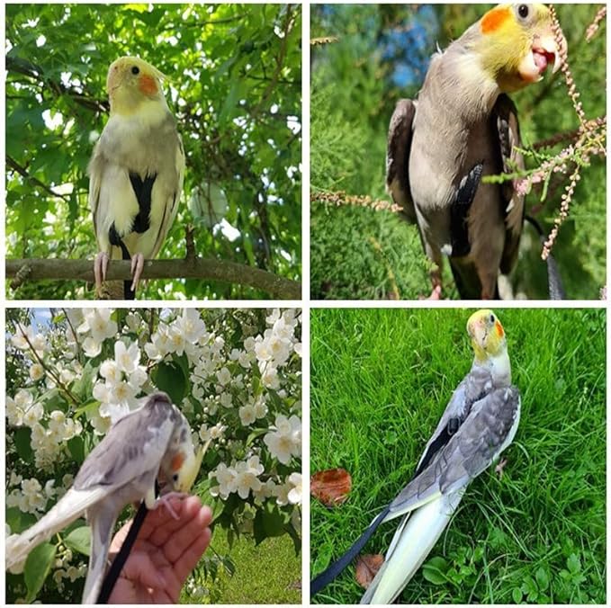 Adjustable Bird Harness and Leash,Anti-Escape Durable Nylon Parrot Harness, Flying Training Rope Parrot Leash for Small Medium Large Breed Parrots Fits Chest Under 18.5'', Black S