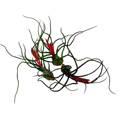 ragnaroc Air Plants - Flowering Tillandsia Bulbosa Guatemala, Large 3-5" - 3ct - Live Arrival Guaranteed - House Plants for Home Decor & Gift