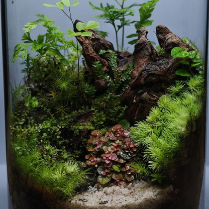 emours Natural Driftwood Small Aquarium Driftwood, 46", Natural Twisted Branches, Low-Tannin, Great for Shrimp/Betta & Nano Aquascapes, Also for Reptile Terrariums (5pcs Pack)