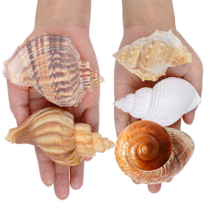 Fectzuea 5Pcs Hermit Crab Shells Natural Sea Conch Size: 2"-3" Turbo Seashells for Hermit Crab Supplies Hermit Crab House for Décor No Paint or Dye (Opening Sizes: 1.2-2 inches)