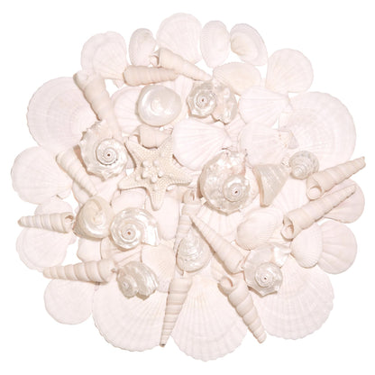 WeDoSoy Silver White Sea Shell Mixed Ocean Shells Set, 1.2"-2.6" Various Sizes Natural Seashell & Starfish for Beach Themed Decor, DIY Crafts, Vase Fillers, Fish Tank, Home, Wedding & Party Decoration