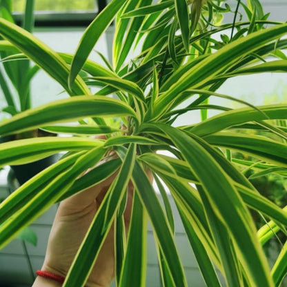 NYGardenia 2 Reverse Variegated Spider Plant Cuttings – Fast-Growing Indoor Houseplants, Air-Purifying Hanging Basket Greenery