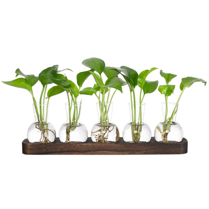 YIBOT Propagation Vases for Plants Terrarium with Wooden Tray,5 Glass Vases
