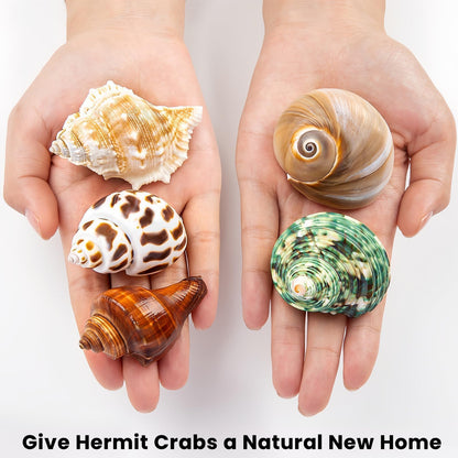 WeDoSoy 5PCS Hermit Crab Shells | Natural Sea Conch Size 2.1" - 2.8", Opening Size 0.9" - 1.5" | Medium Large Turbo Seashells for Hermit Crab Supplies and Beach Decoration Sea Shell