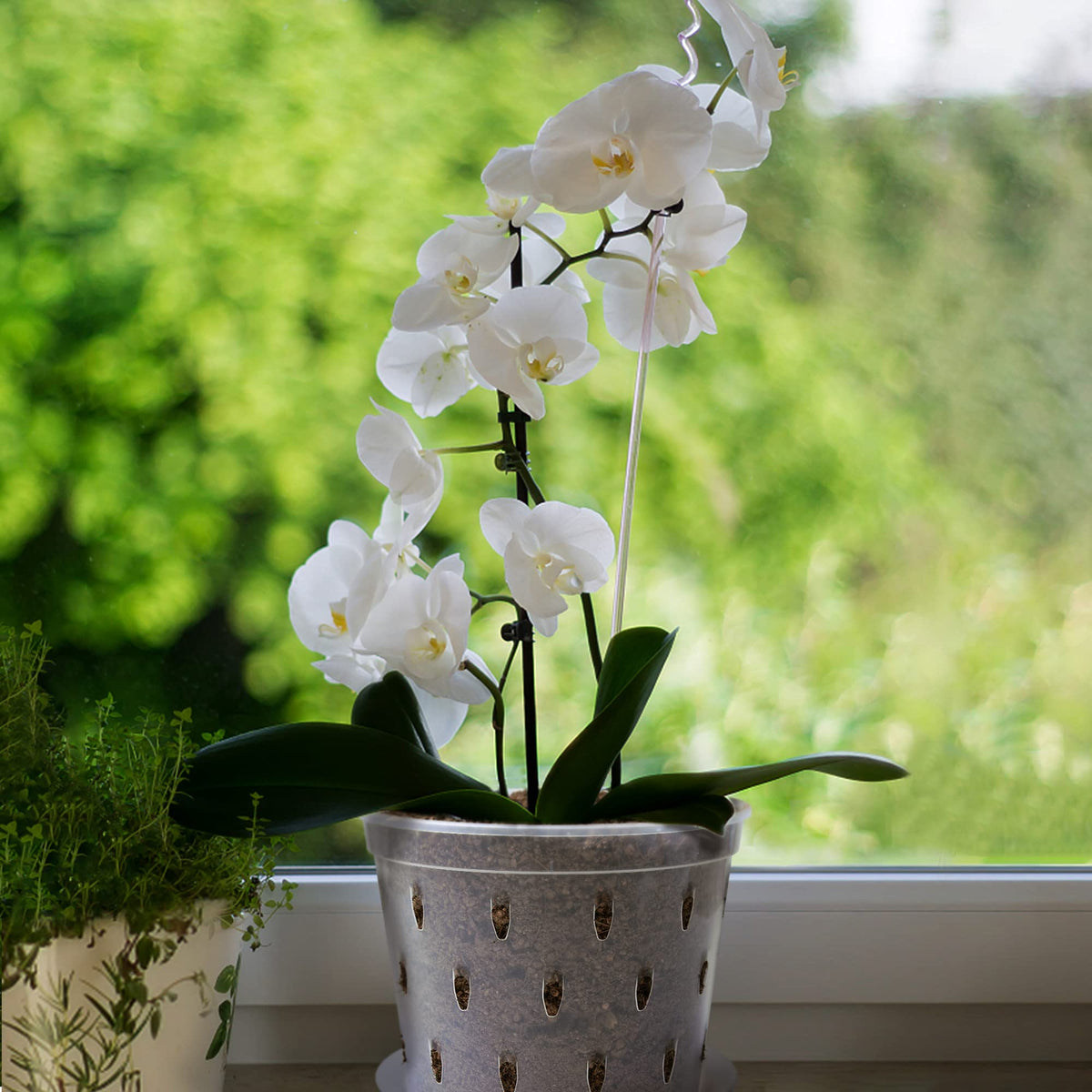 lanccona Orchid Pot, 7 Inch 8 Pack Orchid Pots with Holes and Saucers, Clear Plastic Plant Pot Indoor
