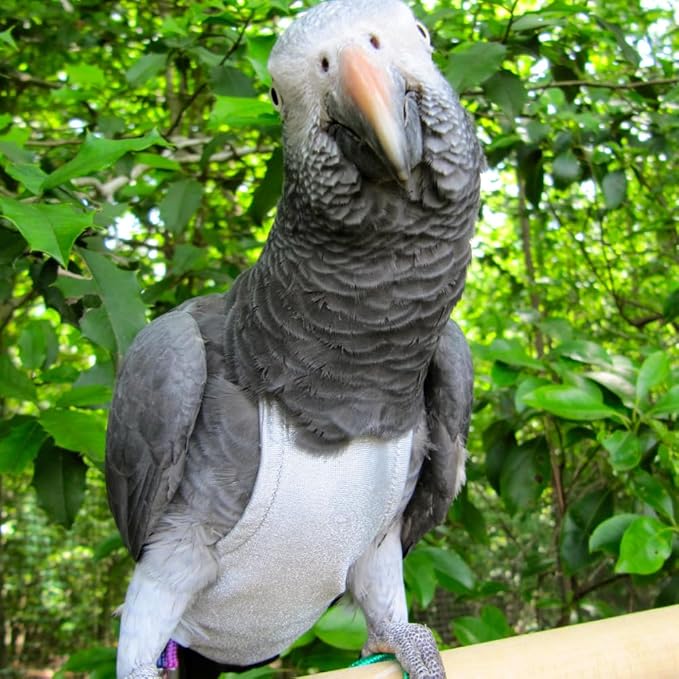 Avian Fashions FeatherWear FlightSuit Wide(7) Bird Diaper in Grey