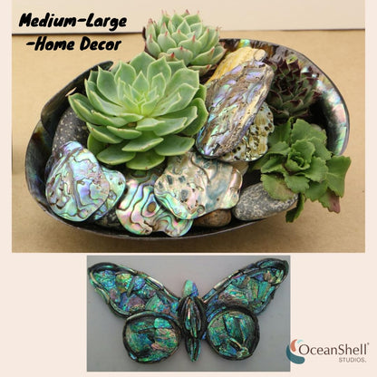 Abalone (Pāua) Shell Pieces-7.05oz Pack-for Crafts, Jewelry Making, Resin Art, Inlay, Home Decorations, Fishtank Supplies, DIY Projects - Satin, Small Size .60"- .98" (15-25 mm) 7.05oz (200grams)