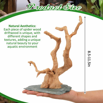 AceOrbit Large Driftwood for Aquarium, 8.5-11.5 Inch Spider Wood on Slate Stone, Natural Spiderwood Aquarium Driftwood Aquascaping Wood for Reptile Enclosure, Terrarium, Reptile Tank, Fish Tank Decor