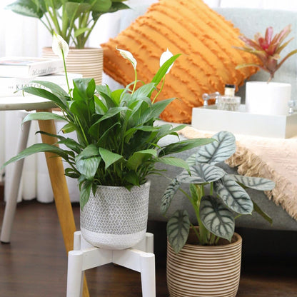 Spathiphyllum Green Peace Lily (4 inch) - Lucky Houseplants - 4/6 inch Unique Live Decorative Houseplants - Easy to Care Indoor Plants, Perfect for Office, Home & Feng Shui Decor