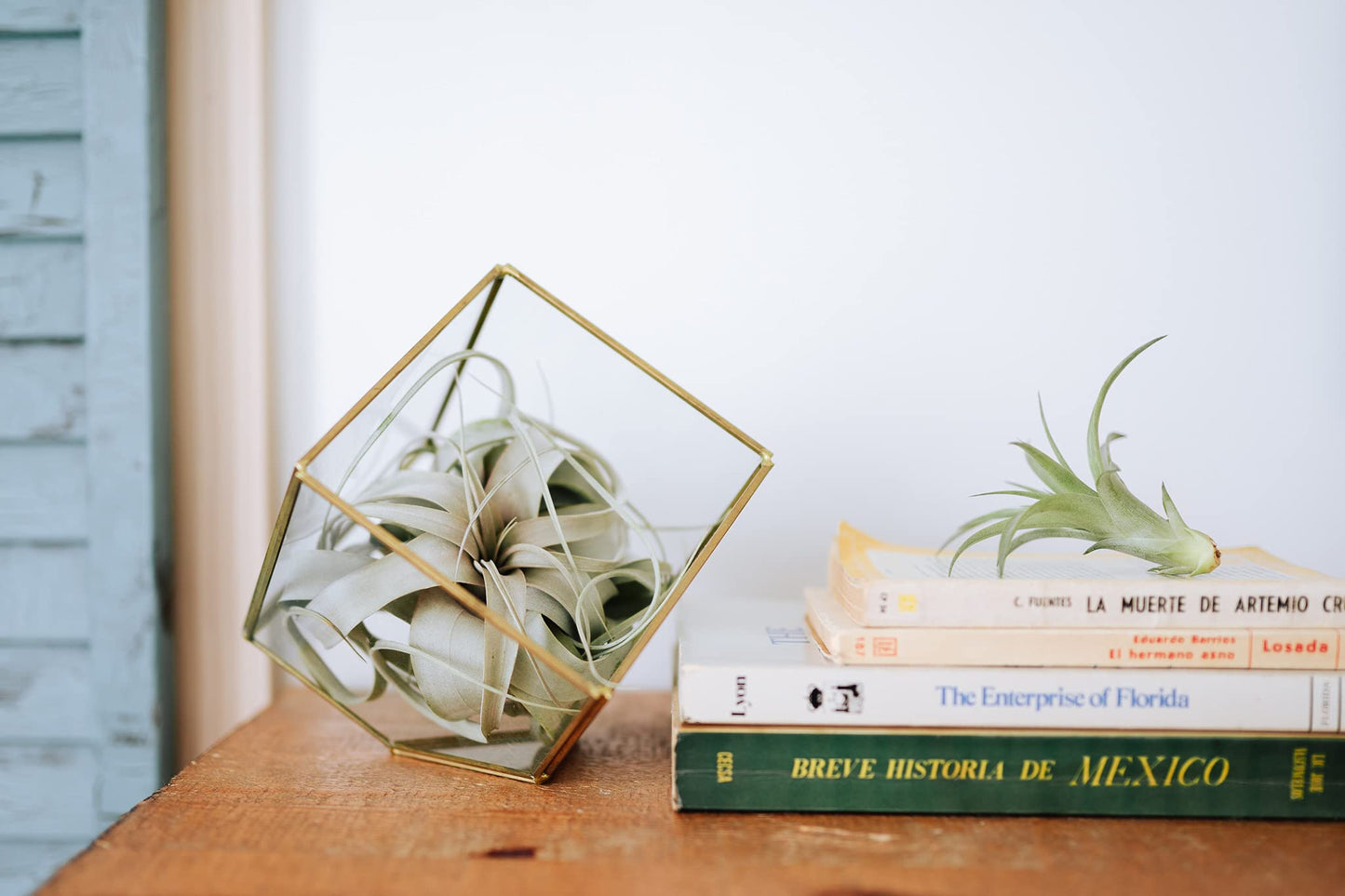 Air Plant Shop Tillandsia Stricta Magnificent - Wholesale and Bulk - Succulents - Live Tillandsia - Easy Care Indoor and Outdoor House Plants