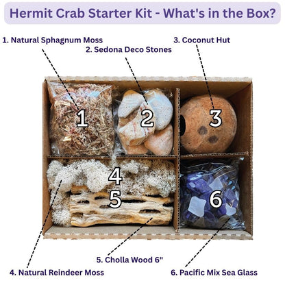 Galápagos (05355) Hermit Crab Starter Kit - Complete DIY Habitat Essentials for Terrestrial and Semi-Aquatic Crustaceans, Includes Cholla Wood, Coconut Hut, Moss, Stones and More, 4.5 Quarts