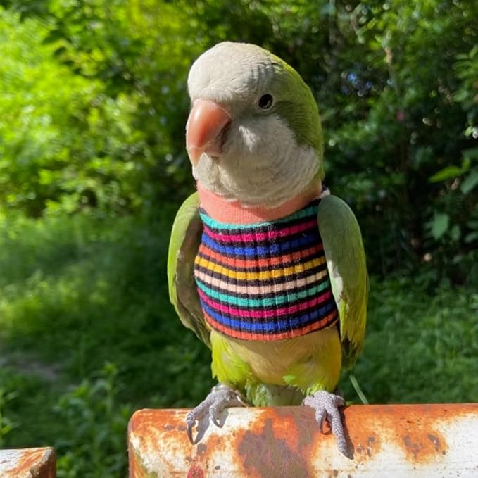 Bird Clothes - Handmade Cotton Stripe Shirt Round Collar Sweater Flight Suit for Parrots African Greys Parakeet Cockatiel Sun Conure Christmas Halloween (with Diaper,S)
