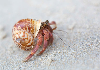 Galápagos (05355) Hermit Crab Starter Kit - Complete DIY Habitat Essentials for Terrestrial and Semi-Aquatic Crustaceans, Includes Cholla Wood, Coconut Hut, Moss, Stones and More, 4.5 Quarts