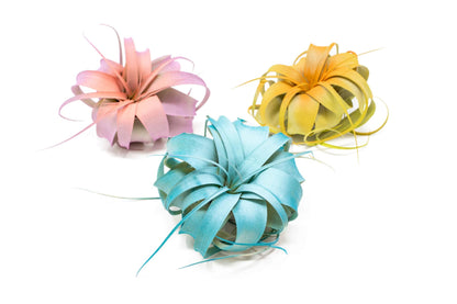 Colorful Mini Tillandsia Xerographica Air Plants in Custom Vibrant Tones - (Frost, Pack of 3)