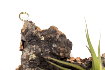 Air Plant Shop Fully Assembled Air Plant Cork Bark Displays - Wholesale and Bulk - Succulents - Live Tillandsia - Easy Care Indoor and Outdoor House Plants (Small)