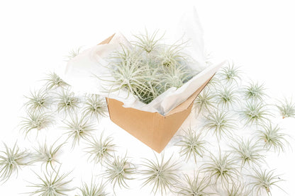 Air Plant Shop 25 Pack Rare Tectorum Ecuador Air Plants - Unique, Bright White, Nursery-Grown Tillandsia House Plant with Fuzzy Trichomes for Terrariums, Driftwood & Living Walls - Wholesale