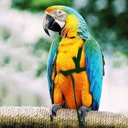 2 pcs Pet Parrot Bird Harness and Leash, Adjustable Training Design Anti-Bite, Outdoor Flying Training Rope Kit for Bird Parrots Fits Birds Chest Between35-62cm /13.78-24.41inch - L (Green