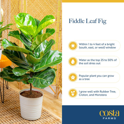 Costa Farms Fiddle Leaf Fig, Live Indoor Ficus Lyrata House Plant Potted in Modern Decor Planter, Floor Plant in Potting Soil Mix, Housewarming Gift, Room, Home, Office Decor, 2-3 Feet Tall