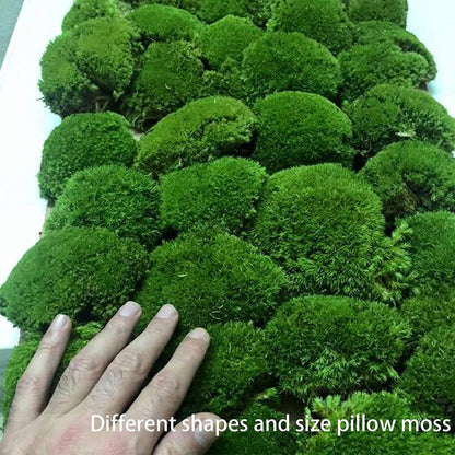 Prefleur Preserved Pole Moss Pillow Bun Cushion Natural Green Decorative Real Natural Green DIY Kit Terrariums Gardenning Art Wall Decor Florist Decor Easter Table Wedding(1.5 sq.ft, Green-B)