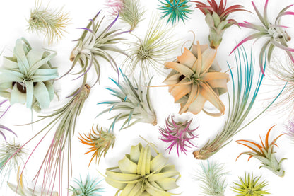 Colorful Mini Tillandsia Xerographica Air Plants in Custom Vibrant Tones - (Frost, Pack of 3)