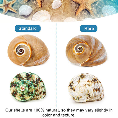 WeDoSoy 5PCS Hermit Crab Shells | Natural Sea Conch Size 2.1" - 2.8", Opening Size 0.9" - 1.5" | Medium Large Turbo Seashells for Hermit Crab Supplies and Beach Decoration Sea Shell