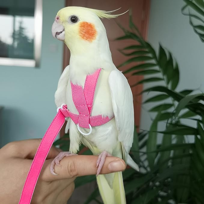 Pet Parrot Bird Harness Leash Adjustable Bird Flying Harness Traction Rope with Cute Wing for Parrots Pigeons Budgerigar Lovebird Cockatiel Mynah Outdoor Training Toy (Magenta,S)