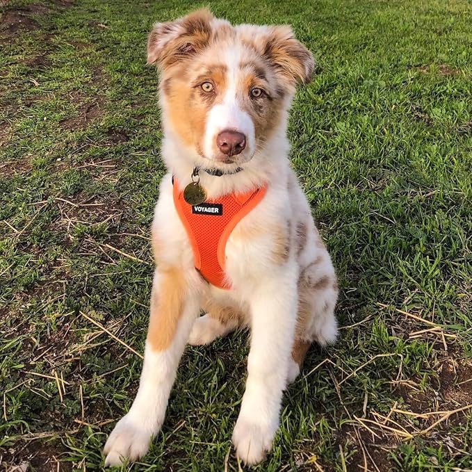 Best Pet Supplies Voyager Step-in Air All Weather Mesh Harness and Reflective Dog 5ft Leash Combo with Neoprene Handle, for Small, Medium and Large Breed Puppies - Set (Orange), XXX-Small